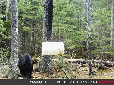 Best Maine Bear-Hunting Guides – 2021 Round-up