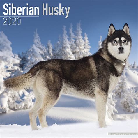 Siberian Husky Calendar 2020 | Pet Prints Inc.