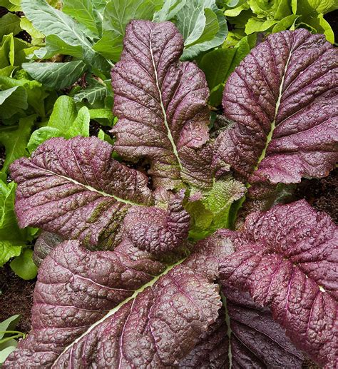 Japanese giant mustard | Giant red mustard, Mustard plant, Big leaf plants