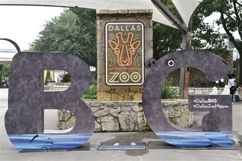 9 Things to do at the Dallas Zoo: See Waddling Penguins, Cute Koalas ...