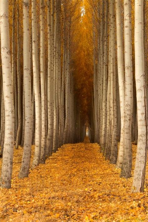 The end of the tunnel | Autumn trees, Beautiful tree, Fall foliage