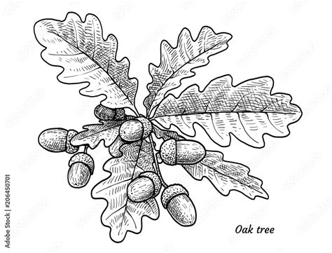 Oak tree with acorns illustration, drawing, engraving, ink, line art ...