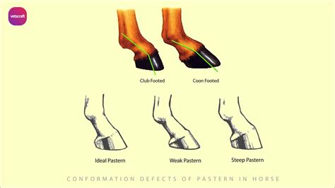 Conformation faults in horses | Equine Orthopaedics and Lameness