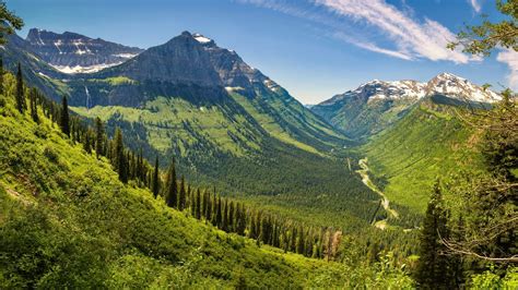 The Traveler's Guide to Glacier National Park Wildlife