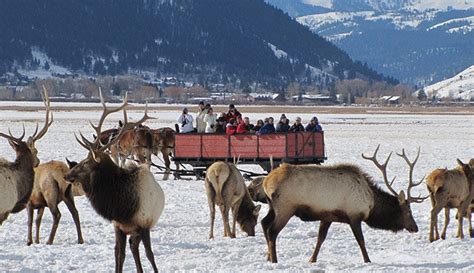 15 Things to Do in Winter in or near Yellowstone