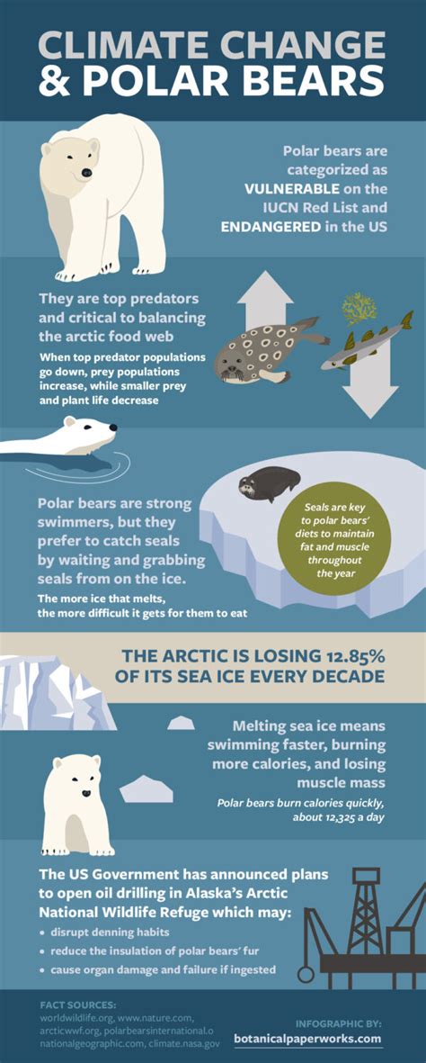 Facts About Polar Bears & Arctic Conservation for International Polar Bear Day - Botanical ...