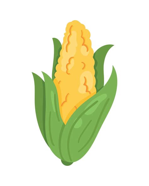 corn cob vegetable 11456966 Vector Art at Vecteezy