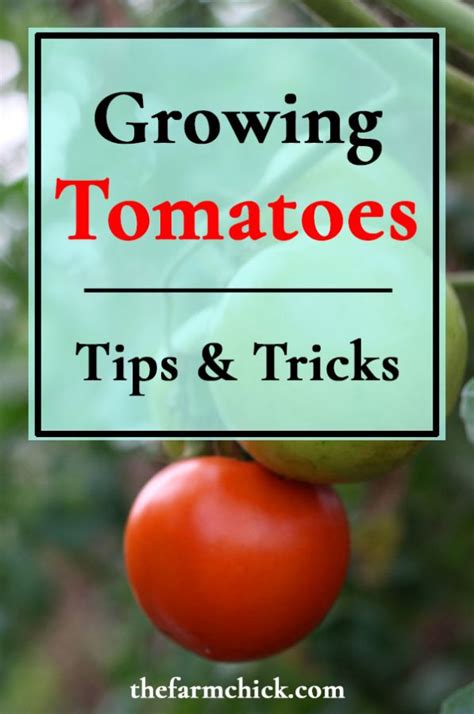 Growing Tomatoes- Tips and Tricks