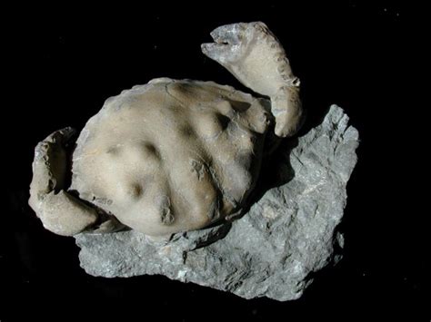 Xanthopsis Fossil Crab