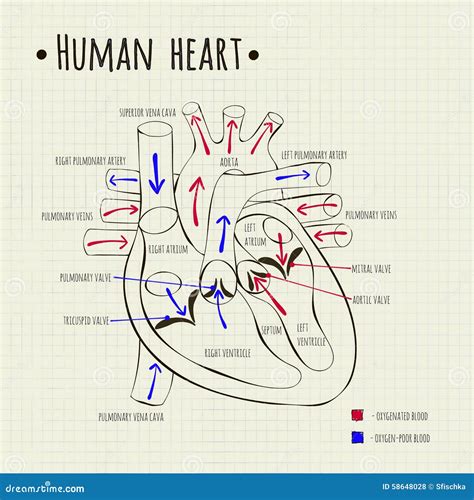 12+ Human Heart Diagram | Robhosking Diagram