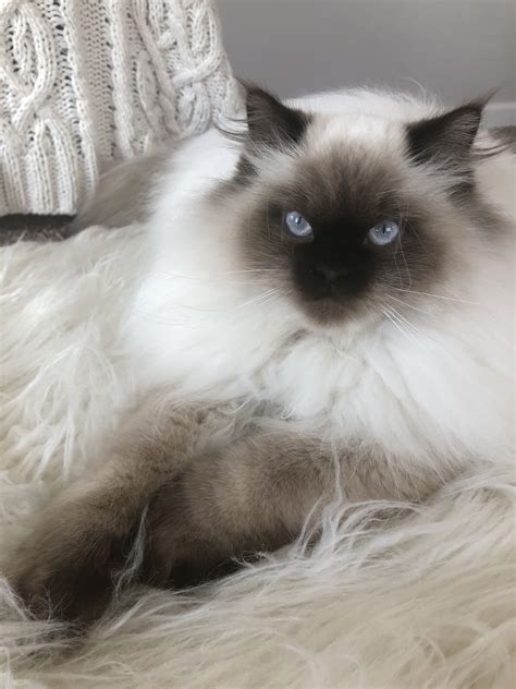 Himalayan Ragdoll Cat | White ragdoll cat, Ragdoll cat, Cats