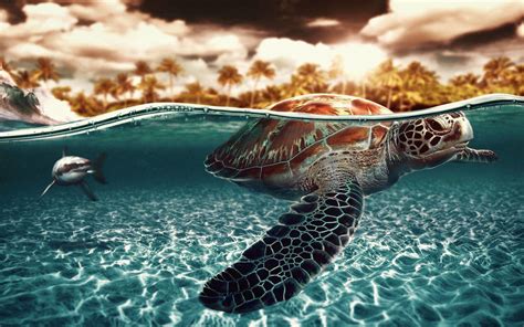 Baby Turtle Wallpapers - Wallpaper Cave