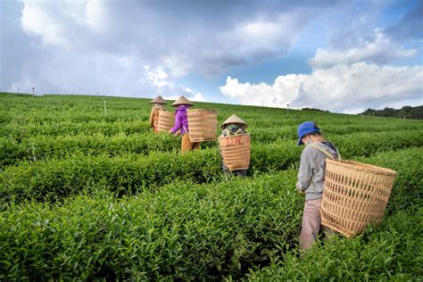 Local people harvesting tea leaves in lush field · Free Stock Photo