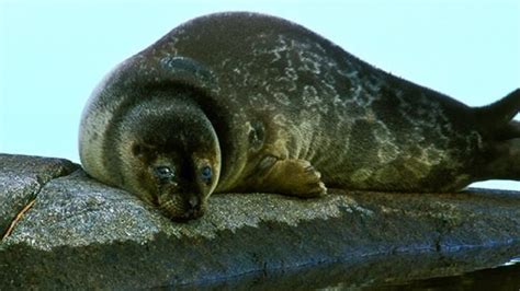 Saimaa ringed seal (Pusa hispida saimensis) Finland | Wildlife, Animals, Wwf