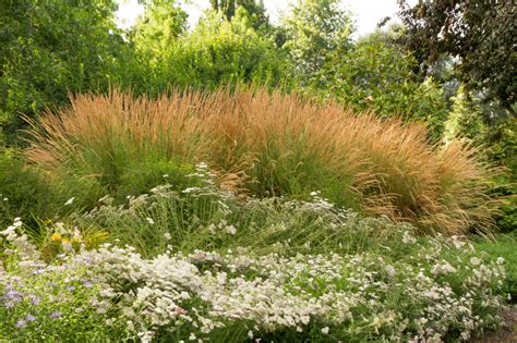 Feather Reed Grass: Karl Foerester