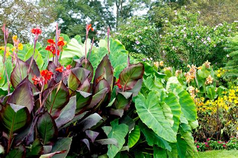 Large leaved cannas make a dramatic statement in any garden. These heat-loving plants are ...