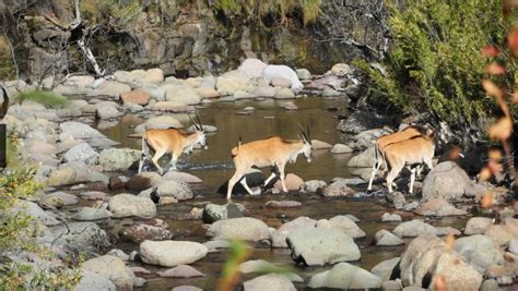 The Eland at Maliba | Lesotho Wildlife | The Blanketwrap | Visit Lesotho