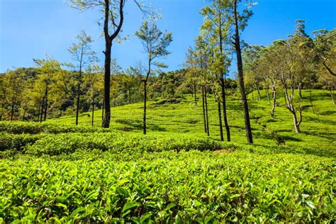 Nuwara Eliya Tea Plantation Stock Image - Image of scenery, lanka ...