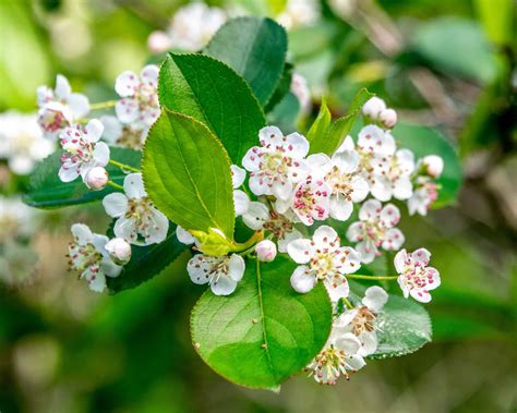 Beach Plum (Prunus maritima) - Bowman's Hill Wildflower Preserve