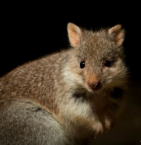 Bettong, species of the genus Bettongia, are potoroine marsupials once common in Australia. They ...