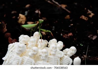 Praying Mantis Skeleton Stock Photo 706538563 | Shutterstock