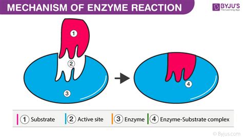 Enzyme Cofactors: Types, Functions, and Examples of Enzyme Cofactors