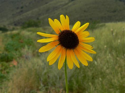 Desert Sunflower Photograph by Joanne Rummel - Fine Art America