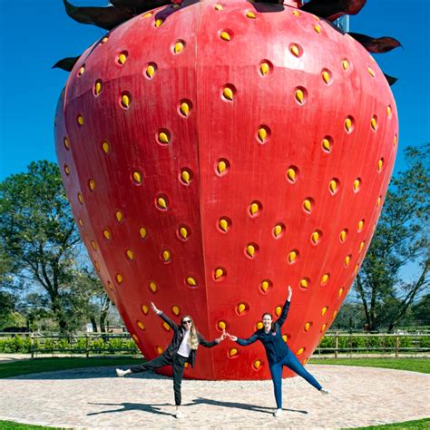 Redberry Farm - A Strawberry Picking Adventure