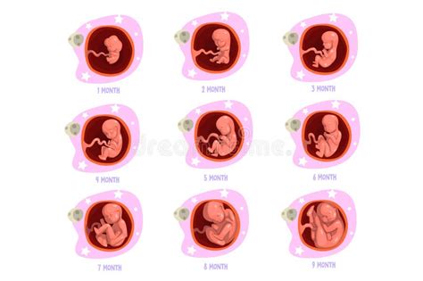 Pregnancy Development By Months. Isolated Vector Illustration. Stock Vector - Illustration of ...