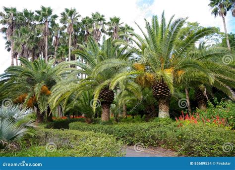 Botanical Garden in Jeju Island, the Greenhouse with Exotic Trees ...