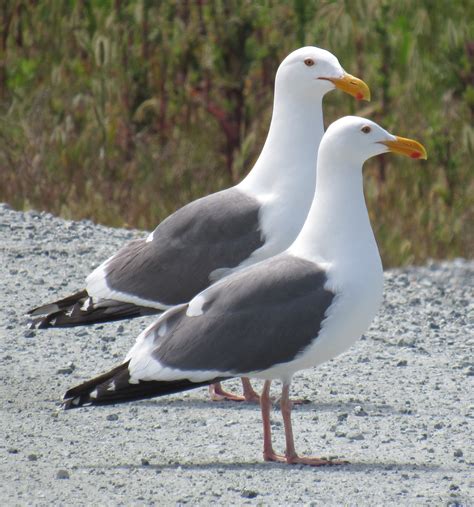 Gull ID Tips, Plus a Hybrid Gull (as if gull identification could possibly get more confusing)