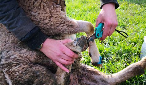 5 Facts About Sheep Hooves (And How to Care For Them) - Farmhouse Guide