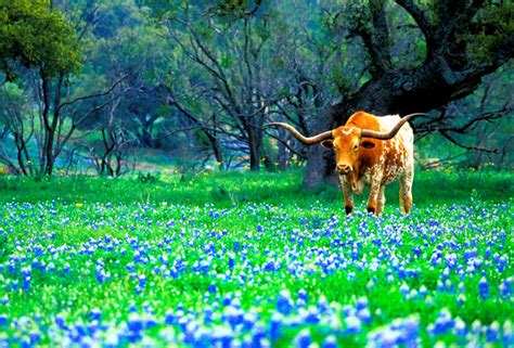 Texas Bluebonnets Desktop Wallpaper - WallpaperSafari