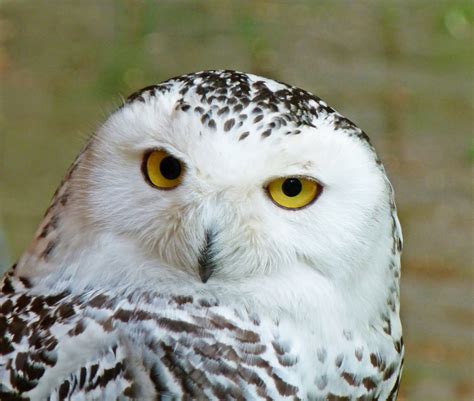 Snowy owl | Carolinian Canada