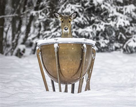 This photographer shoots cute animals playing musical instruments