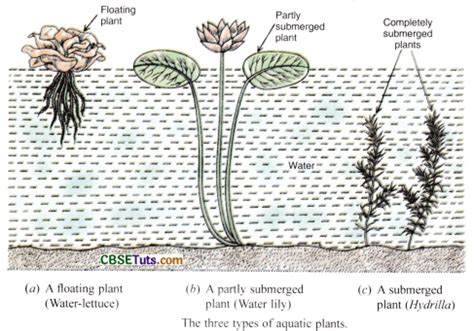 What is Aquatic Habitat and Adaptation of Plants to Aquatic Habitat ...