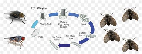 Life Cycle Of A Fly , Png Download - Tsetse Flies Life Cycle ...