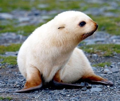 Antarctic Fur Seal – "OCEAN TREASURES" Memorial Library