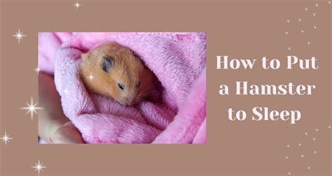 How to Put a Hamster to Sleep? [Complete Guide] - HamstersInfo.com