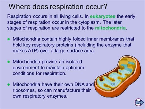 Cellular Respiration Takes Place In The Mitochondria Of Cells ...