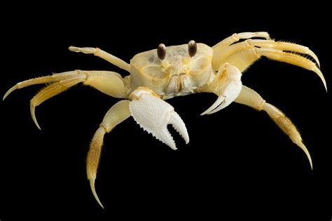 Atlantic ghost crab (Ocypode quadrata) at Gulf Specimen in Panacea, FL. - Gulf Specimen Marine Lab