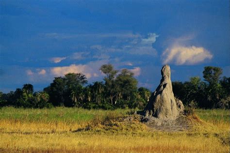 How to Determine Termite Mounds in a Yard | Hunker