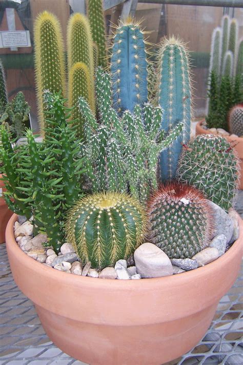 Succulent Cactus Garden