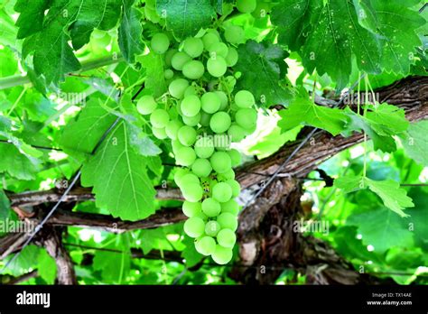 Grape Tree High Resolution Stock Photography and Images - Alamy