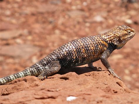 Desert spiny lizard: Wupatki National Monument, Arizona