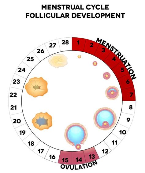 What is the Most Common Menstrual Cycle Length? (with pictures)