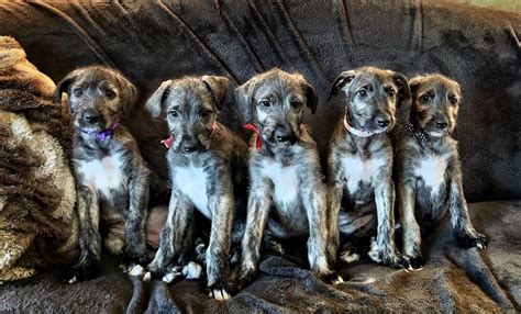 Irish Wolfhound Puppies For Sale: Top 5 Breeders! (2023) — WESTOVER WOLFHOUNDS