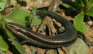 Flora & Fauna of the Canary Islands: Wildlife of Lanzarote, Fuerteventura, Gran Canaria ...