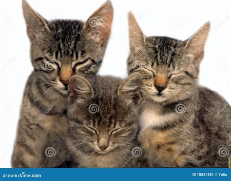 Three Sitting Sleeping Cats Stock Image - Image of animal, heads: 10824351