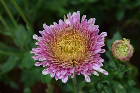 Free Images : flower, petal, botany, flora, wildflower, aster, macro photography, flowering ...